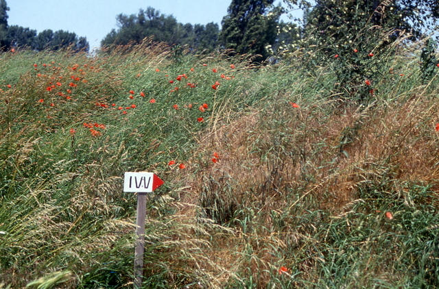 A Volksmarch marker in Gernsheim